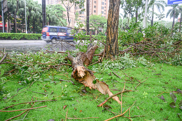 Environmental damage, deciduous forest landscape devastated after severe summer supercell storm with strong wind, selective focus