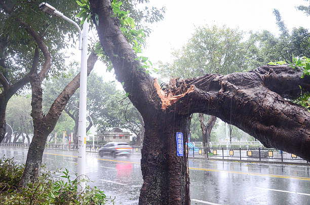 Jiangmen,Guangdong,China.24 September,2025.Super Typhoon Ragasa left widespread destruction in its wake, with countless trees uprooted or snapped in half, traffic barriers blown over, and construction site barriers completely flattened.