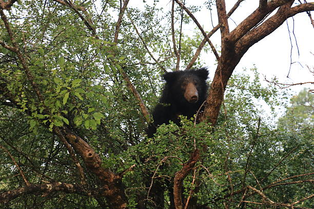 istock Wild sloth bear in Yala National Park, Sri Lanka 2243604292