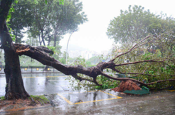 istock Devastation in Jiangmen: Aftermath of Super Typhoon Ragasa Strikes Guangdong,China. 2243604293