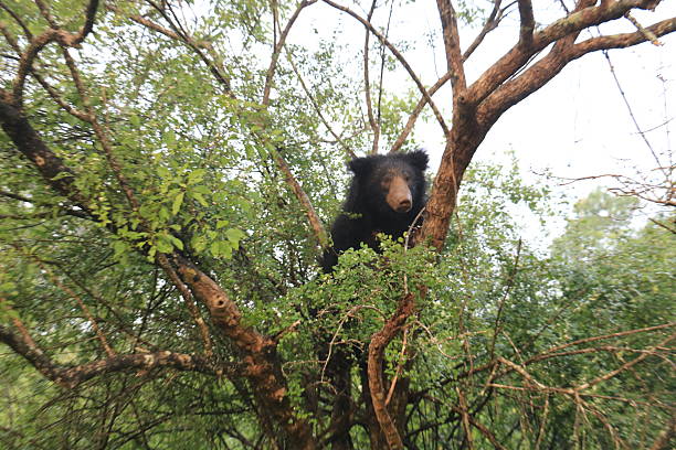 istock Wild sloth bear in Sri Lanka 2243604304
