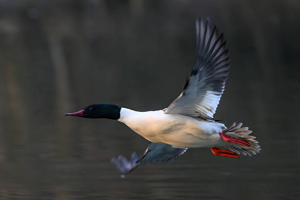 A Common Merganser glides through the air above a body of water, its dark green head, long red bill, and vivid red feet sharply defined against the blurred background. The bird’s wide wingspan and streamlined form capture the elegance of avian flight.