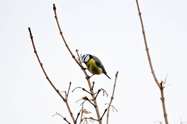 istock Eurasian Blue Tit Perched on Bare Branch Against Pale Winter Sky 2243604631
