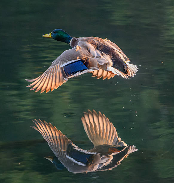 A male Mallard duck glides just above a still body of water, its wings fully extended and illuminated by warm sunlight. The mirror-like surface below captures a flawless reflection of the bird in motion, creating a striking moment of symmetry and grace.