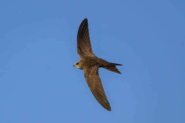 istock Pallid swift in Flight Against a Clear Blue Sky 2243604906