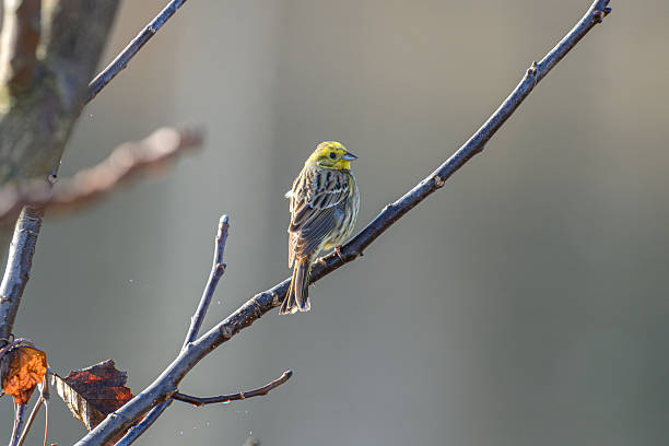 istock Yellowhammer Perched on Bare Branch in Gentle Natural Light 2243605028