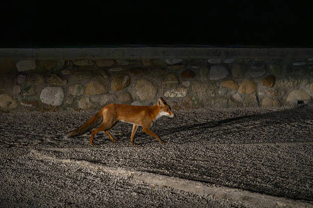 istock Red Fox Walking Across Gravel Surface at Night Near Stone Wall 2243605485