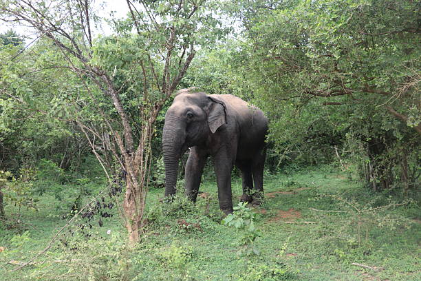 istock Wild elephant in natural forest habitat, Sri Lanka 2243605533