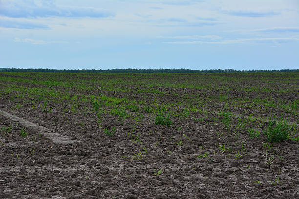 istock Vast Agricultural Field with Young Crops Under Cloudy Sky 2243607053