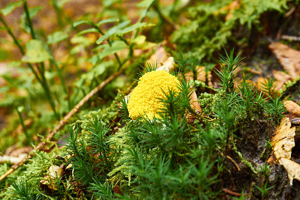 Fuligo septica - inedible mushroom. Fungus in the natural environment.  Scrambled egg slime, flowers of tan