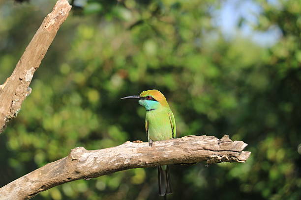 istock Green bee-eater perched on a branch in Sri Lanka 2243608595