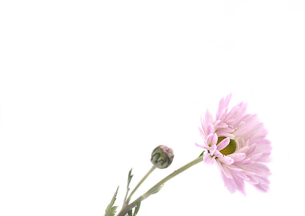 chrysanthemum flower on a long stem on a white background is insulated