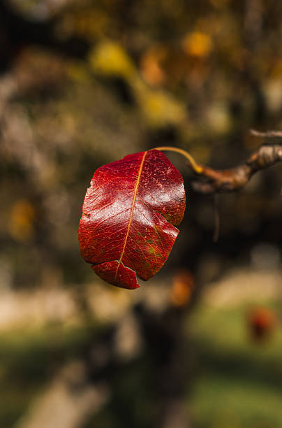 Red autumn leaf on a tree branch. One leaf on a tree branch. Fall leaves