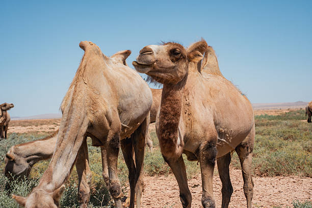 Bactrian camel
