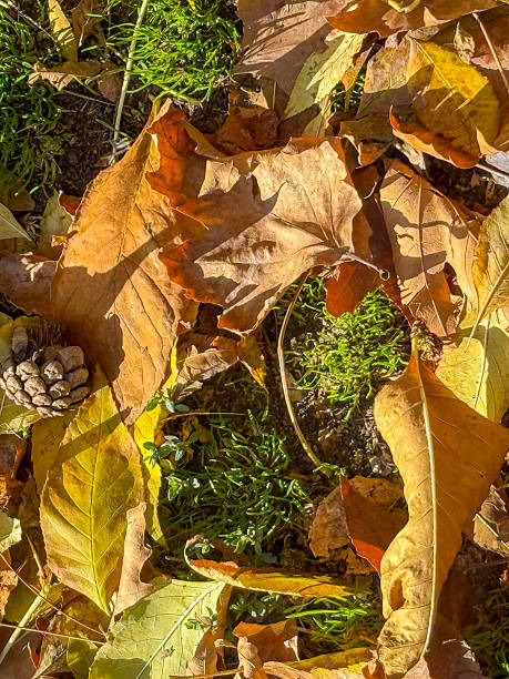 Autumn leaves and pine cone on the ground