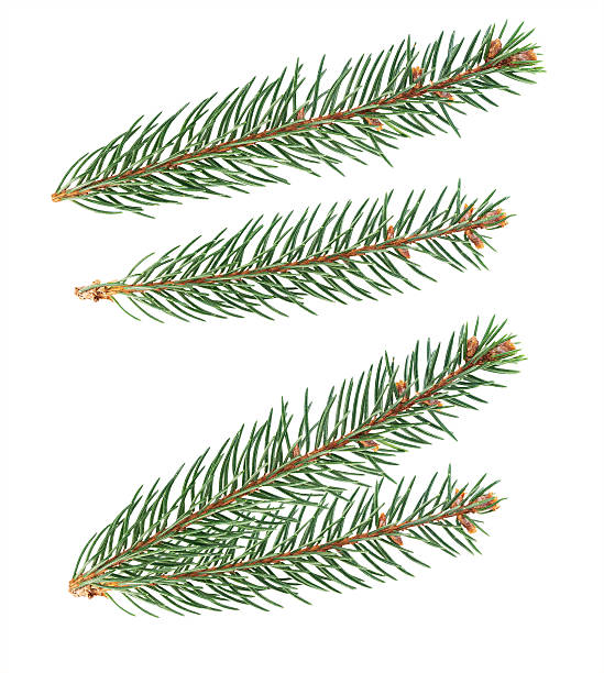 istock A set of simple spruce branches. Isolated pine tree on white background for Christmas design. 2243609831