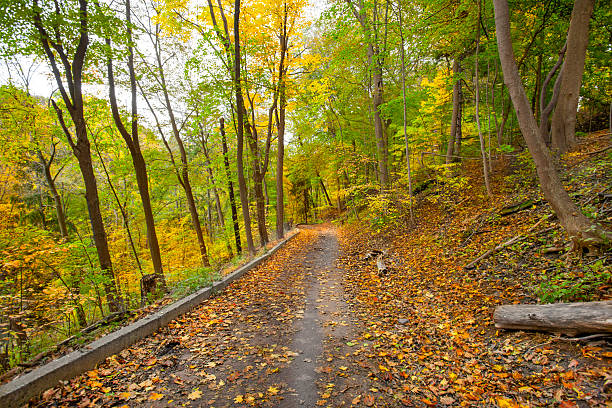 istock Walking path in forest with fallen Autumn leaves 2243610198