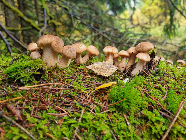 istock Honey fungus mushrooms on a tree trunk. Natural texture for background. 2243610295