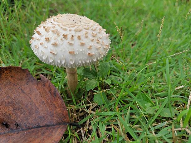 haggy Parasol Mushroom Growing Among Green Grass and Brown Leaf