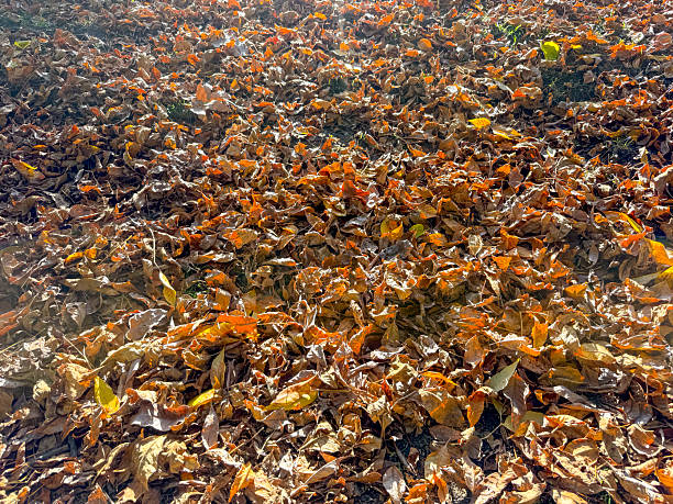 Autumn scenes in the city