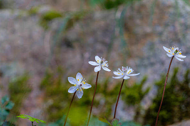 istock White Wildflowers in the Forest 2243610799