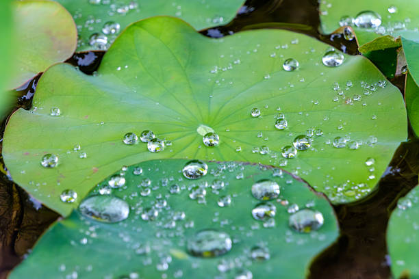 istock Water Droplets on Lotus Leaves 2243611611