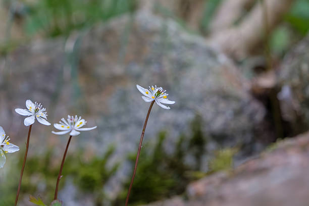 istock Delicate Coptis Quinquefolia Flowers 2243611832