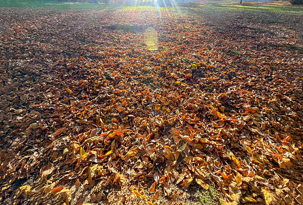 Autumn leaves and pine cone on the ground and sunshine