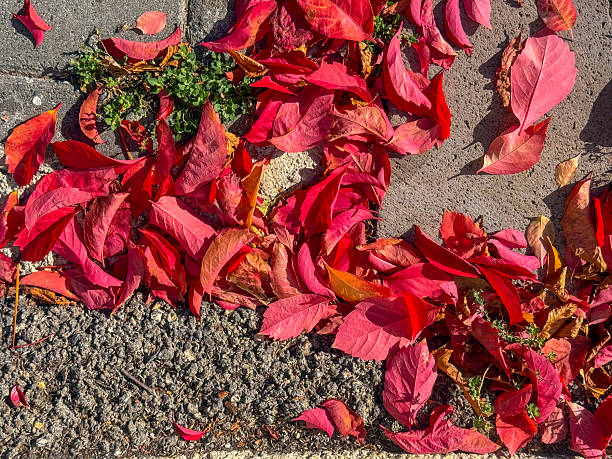 Autumn leaves on pedestrian zone