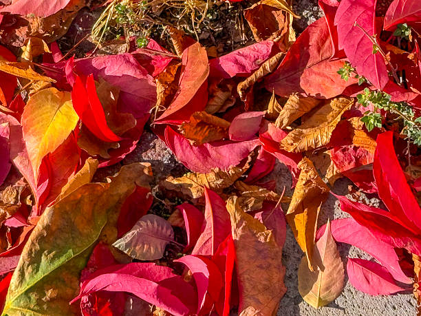 Autumn leaves on pedestrian zone