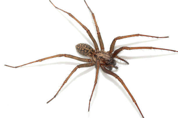 istock A large UK house spider on a white background 2243617426