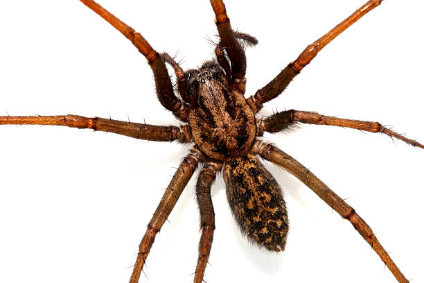 istock A large UK house spider on a white background 2243617512