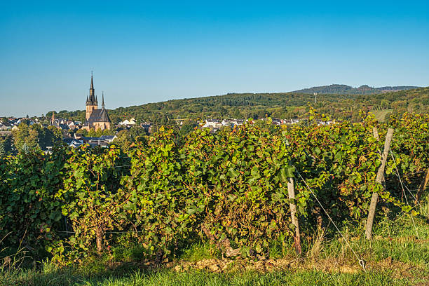 istock Hiking in the Rheingau 2243617556
