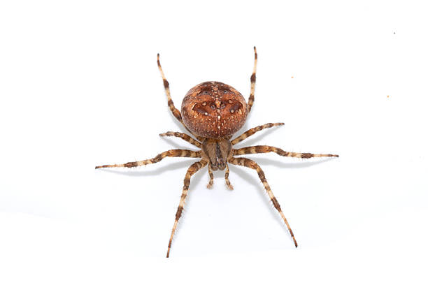 Large UK garden Spider on a White Background