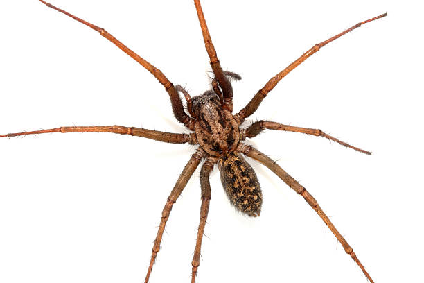 istock A large UK house spider on a white background 2243617726