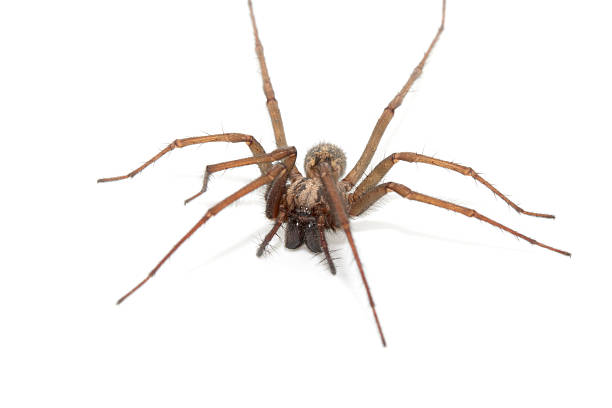 istock A large UK house spider on a white background 2243617771