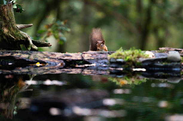 One curious red squirrel looking over a log in woodland in rural Scotland on an autumn day