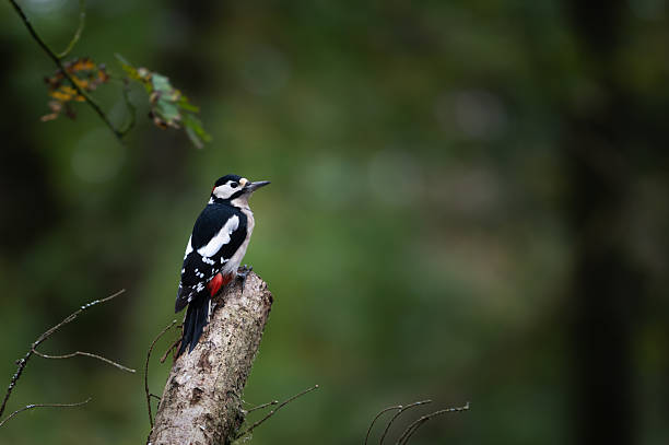 Greater spotted woodpecker perched on a branch on an autumn day in woodland in rural Scotland