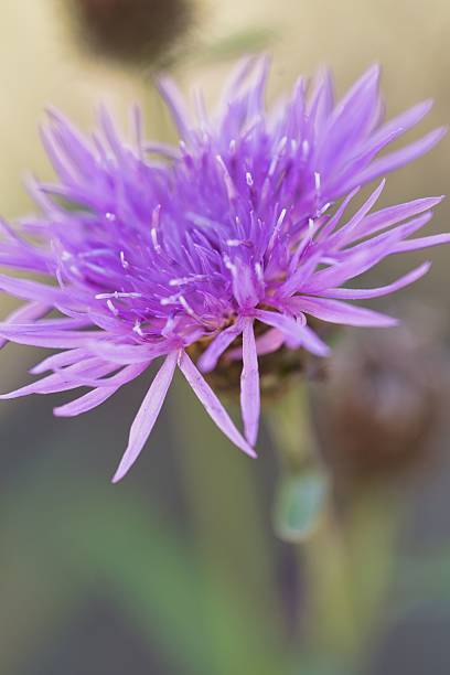 istock Vibrant Purple Flower Close-Up 2243619065