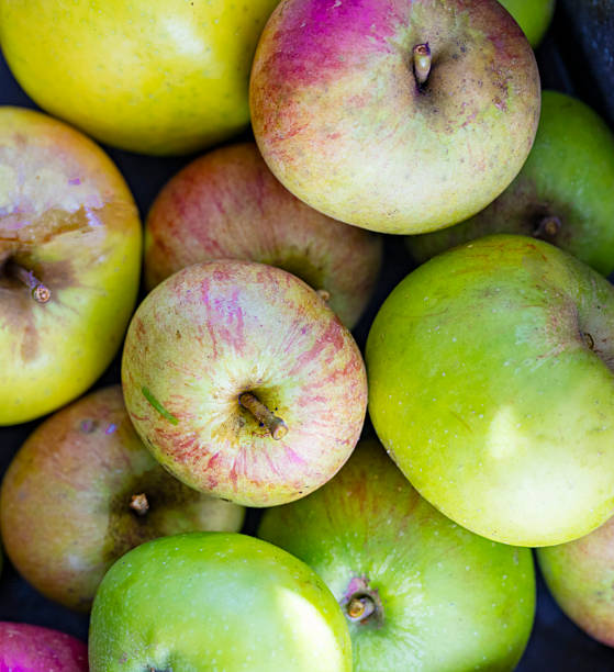 istock Windfall apples,sweet and crisp eaters,Worcestershire,England,United Kingdom. 2243620607
