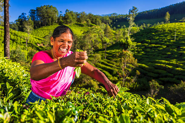 istock Joyful Tea Picker in Munnar, India 2243622319