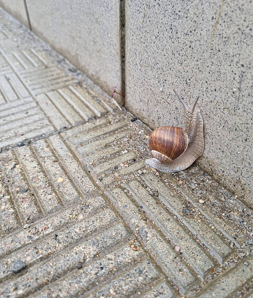 Snail crawling on the concrete sidewalk.