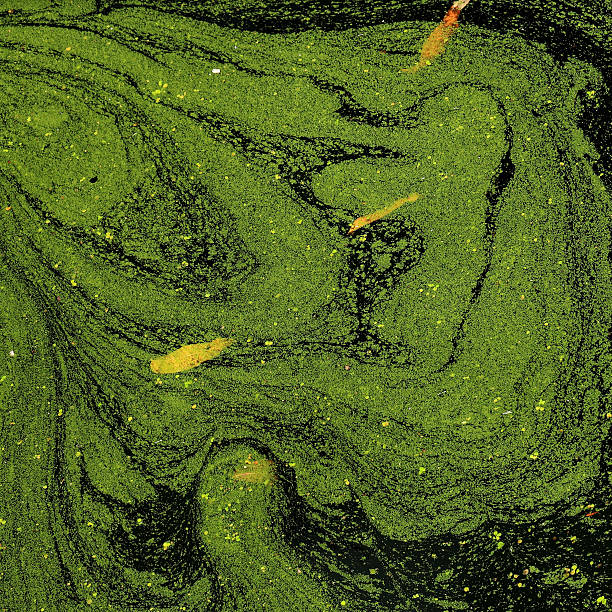 istock Close-up view of duckweed floating on a pond surface, forming an abstract natural pattern in shades of green. 2243625417
