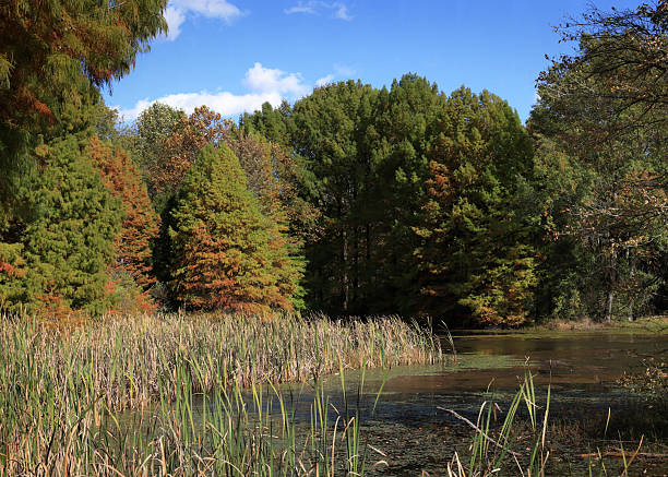 istock Coniferous and deciduous trees displaying autumn colors, along a small lake bordered by reeds and grasses. 2243625420