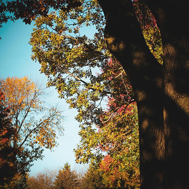 Autumn landscape with vibrant fall foliage and a clear blue sky. Fall background banner with copy space. Oak tree in the foreground. Fall holiday design element. Change of season. Abstract concepts.