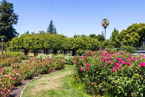 Vibrant rose garden in full bloom.