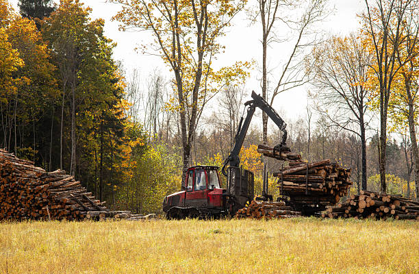 A forestry forwarder is working in nature during fall, loading a large pile of logs outdoors.
