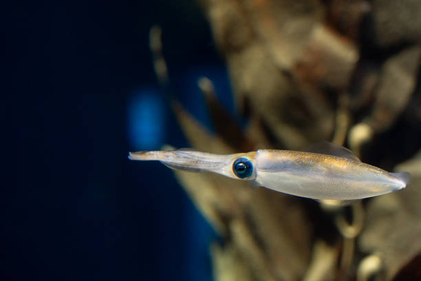 A translucent squid glides through dark ocean waters, its sleek body and reflective eye highlighted by subtle light. Its delicate features and long arms stand out against the deep, shadowy background.