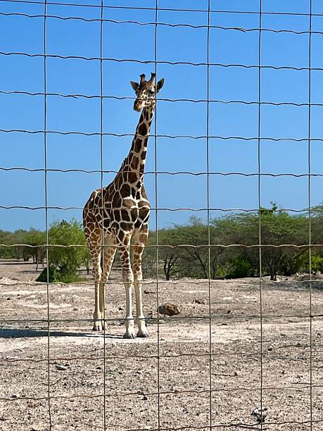 istock Giraffe Standing in Dry Savanna Behind Fence under Clear Blue Sky 2243632260