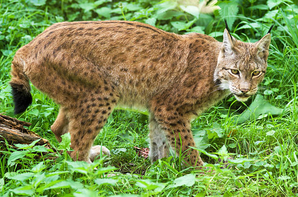 istock Wild lynx prowling through lush green forest undergrowth 2243632963